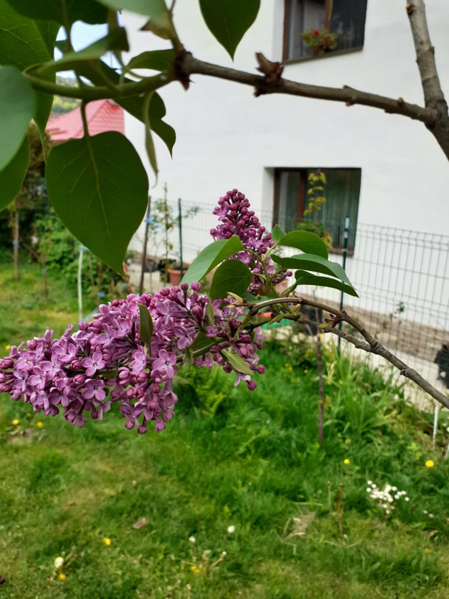 Appartement R-House à Braşov Chambre photo